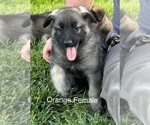 Puppy Xena German Shepherd Dog