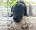 Small #4 Goldendoodle