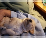 Small Photo #2 Goldendoodle Puppy For Sale in HIRAM, OH, USA