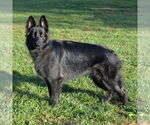 Small #8 German Shepherd Dog