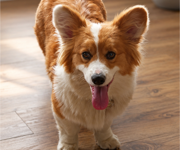Medium Photo #1 Pembroke Welsh Corgi Puppy For Sale in MILTON, WI, USA