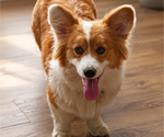 Image preview for Ad Listing. Nickname: Fluffy Red Girl