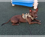 Small #2 American Pit Bull Terrier Mix