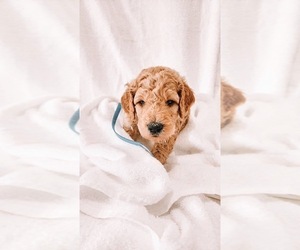 Goldendoodle Puppy for sale in WENATCHEE, WA, USA