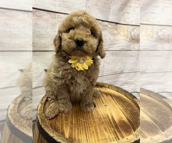 Medium Photo #5 Goldendoodle (Miniature) Puppy For Sale in HAYDEN, AL, USA