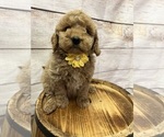 Small Photo #5 Goldendoodle (Miniature) Puppy For Sale in HAYDEN, AL, USA