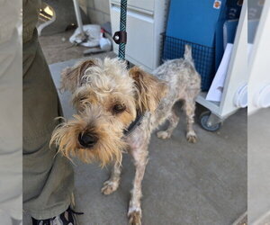 Mutt Dogs for adoption in Long Beach, CA, USA