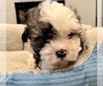 Small Photo #2 Zuchon Puppy For Sale in RENO, NV, USA