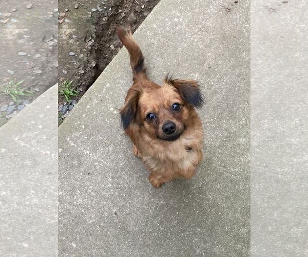 Medium Photo #9 Chiweenie Puppy For Sale in San Diego, CA, USA