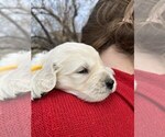 Small Photo #2 English Cream Golden Retriever Puppy For Sale in DE BEQUE, CO, USA