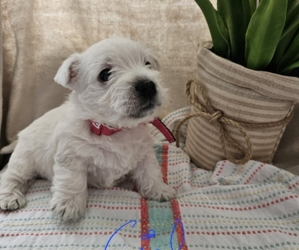 Medium Photo #3 West Highland White Terrier Puppy For Sale in MINONK, IL, USA
