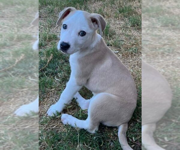 Medium Photo #4 Sheprador Puppy For Sale in Spring, TX, USA