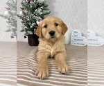 Small #4 Golden Retriever