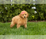 Small Photo #4 Poodle (Miniature) Puppy For Sale in BREMEN, IN, USA