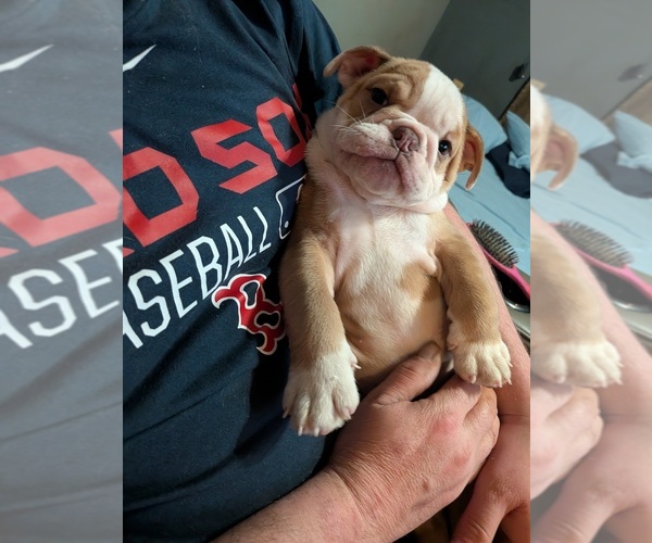 Medium Photo #8 English Bulldog Puppy For Sale in WHITELAND, IN, USA