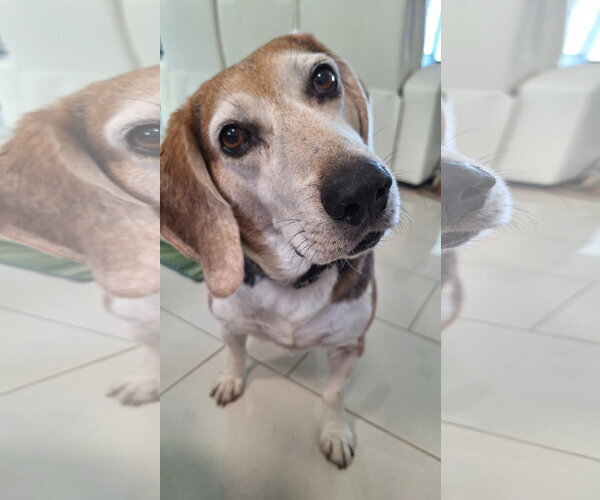 Medium Photo #4 Beagle Puppy For Sale in Tampa, FL, USA