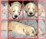 Puppy Liberty Goldendoodle