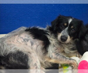 Chihuahua-Unknown Mix Dogs for adoption in Lakewood, CO, USA