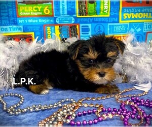 Yorkshire Terrier Puppy for sale in WINNSBORO, LA, USA