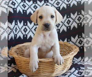 Labrador Retriever Puppy for sale in RONKS, PA, USA