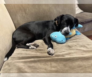 Melody - Female Lab-Pointer Dog for Adoption - Photo #4