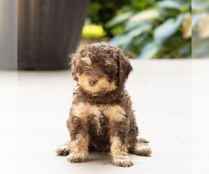 Poodle (Miniature) Puppy for sale in LEOLA, PA, USA