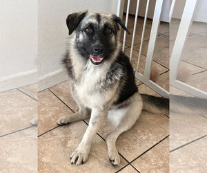 Macy (tripod) - Female Mutt Dog for Adoption - Photo #11