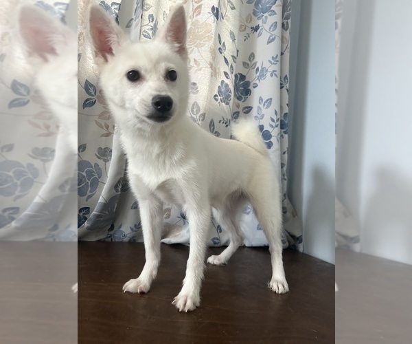 Medium Photo #12 Alaskan Klee Kai Puppy For Sale in DURHAM, CT, USA