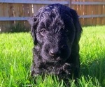 Small Photo #2 Goldendoodle Puppy For Sale in JEROME, ID, USA