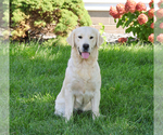 Small Photo #1 English Cream Golden Retriever Puppy For Sale in SYRACUSE, IN, USA