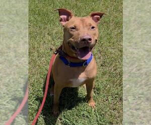 American Staffordshire Terrier Dogs for adoption in Fort Lauderdale, FL, USA