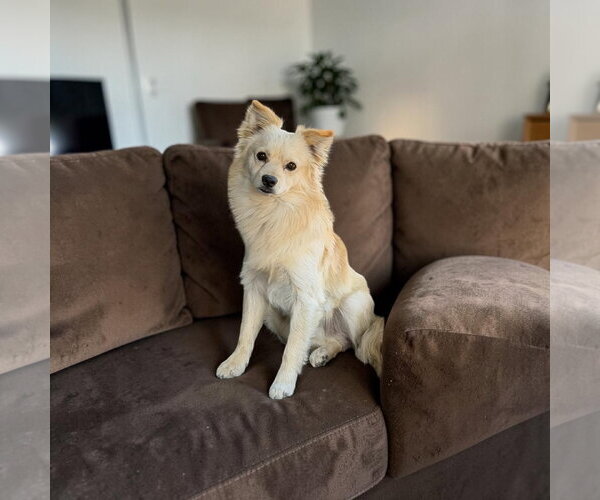 Medium Photo #1 Colonial Cocker Spaniel Puppy For Sale in Menifee, CA, USA