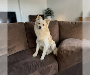 Colonial Cocker Spaniel Dogs for adoption in Menifee, CA, USA