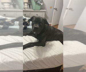 Neapolitan Mastiff Dogs for adoption in Ogden, UT, USA