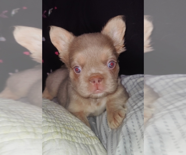 Medium Photo #13 French Bulldog Puppy For Sale in HIGHLAND VILL, TX, USA