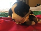 Small Photo #2 Australian Shepherd Puppy For Sale in GILMER, TX, USA