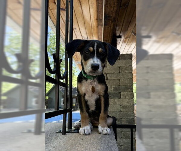 Medium Photo #1 Labrador Retriever-Unknown Mix Puppy For Sale in Genesee, WI, USA