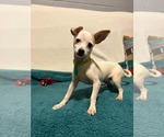 Small #1 Chihuahua Mix