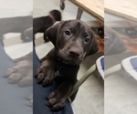 Small Photo #12 German Shorthaired Lab Puppy For Sale in GRANITE CITY, IL, USA