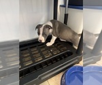 Small #11 American Pit Bull Terrier-American Staffordshire Terrier Mix