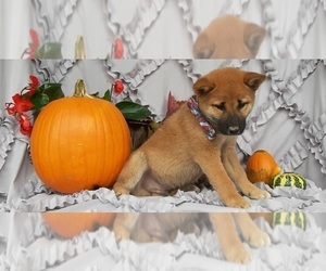 Shiba Inu Puppy for sale in LANCASTER, PA, USA