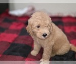 Small #8 Goldendoodle