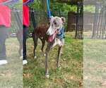 Small #2 Greyhound