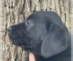 Small Photo #3 Labrador Retriever Puppy For Sale in BROWNS VALLEY, CA, USA