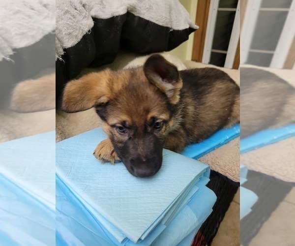 Medium Photo #13 German Shepherd Dog Puppy For Sale in SAINT CROIX FALLS, WI, USA