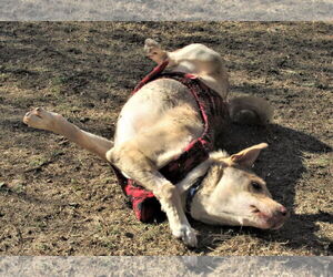 Johnny - Male Catahoula Leopard Dog-Siberian Husky Mix Dog for Adoption - Photo #6