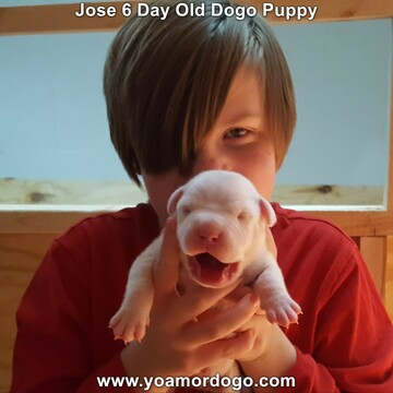 Medium Photo #8 Dogo Argentino Puppy For Sale in PINEVILLE, MO, USA