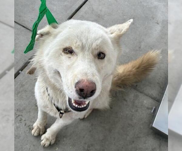 Medium Photo #1 Siberian Husky Puppy For Sale in Bakersfield, CA, USA