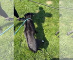 Small #1 American Staffordshire Terrier Mix