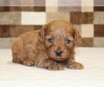 Small #1 Cavapoo (Miniature)